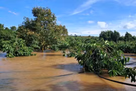 Đắk Lắk: Suối Tây dâng cao kỷ lục, tài sản 'một đêm' trôi theo dòng nước