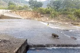 Lâm Đồng: Xây dựng Tánh Linh liên tiếp trúng thầu tại xã Suối Kiết