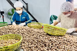 Ngành điều Việt Nam đặt mục tiêu xuất khẩu 5 tỷ USD năm 2026