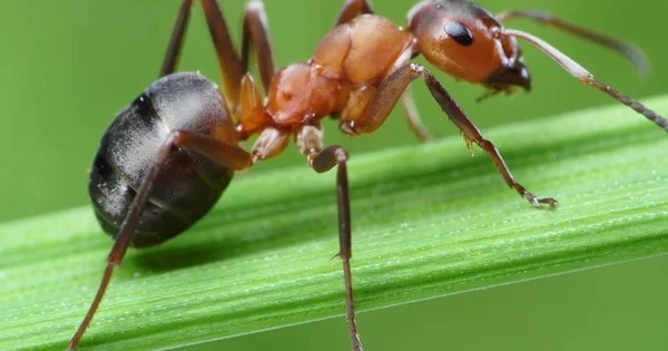 7 loại cây khiến kiến hoảng sợ bỏ chạy, giúp nhà luôn thơm sạch