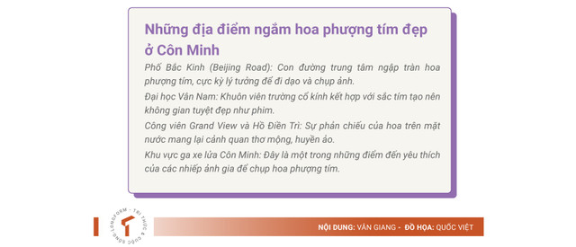 Hoa phượng tím đẹp rực rỡ ở Côn Minh hút du khách - Hình 6 Hoa phuong tim dep ruc ro o Con Minh hut du khach-Hinh-6