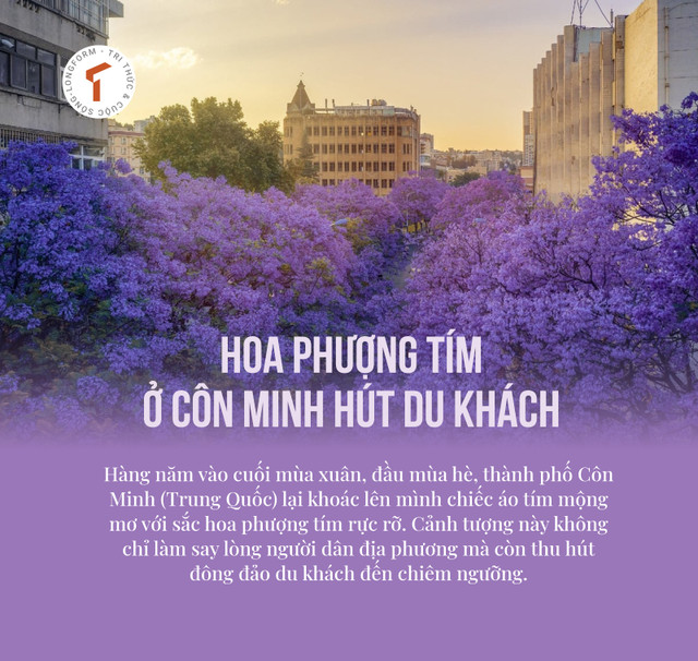 Hoa phượng tím đẹp rực rỡ ở Côn Minh hút du khách Hoa phuong tim dep ruc ro o Con Minh hut du khach