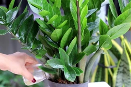 Cây phong thủy hút tài lộc cực mạnh nhưng ẩn chứa độc tố nguy hiểm