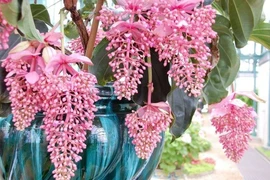 3 cây cảnh đẹp không cần chăm vẫn thu hút tài lộc