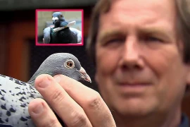 Vì sao chim bồ câu là 'người đưa thư tự nhiên' xuất sắc?