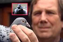 Vì sao chim bồ câu là 'người đưa thư tự nhiên' xuất sắc?