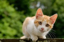 Sau Tết, 4 con giáp gặp vận may lớn, thu nhập tăng vun vút