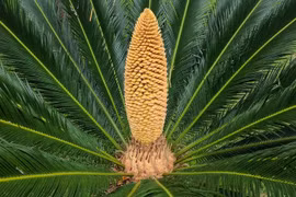 Nhà có 7 loại cây nở hoa, gia chủ tiền tụ như mây kéo!