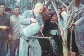 Chuyện kể về cây đa Bác Hồ trồng cách đây 60 năm