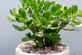 5 cây cảnh Thần Tài, cứ trồng là trổ 'hoa tài lộc'