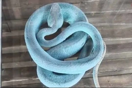 Rắn xanh lam vào nhà cuộn hình số 6 - 8, gia chủ vớ bẫm 