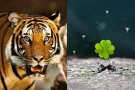 Gột sạch vận xui, 3 con giáp đổi đời ngoạn mục 3 tháng tới