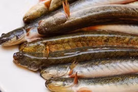  Cá nhà nghèo bất ngờ đổi đời, nhà giàu tranh mua từng ký