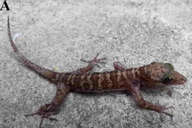 Loài tắc kè ngón cong mới phát hiện ở Gia Lai