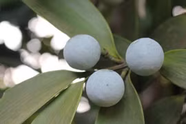 Bật mí 4 loại cây cảnh phong thủy giúp khai vận và hút tài lộc