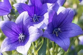 Cây cảnh nở hoa 365 ngày, mang cát tường hạnh phúc vào nhà