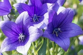 Cây cảnh nở hoa 365 ngày, mang cát tường hạnh phúc vào nhà