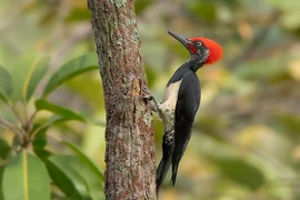 Thú vị loài chim nhỏ nhưng có võ sống nhiều ở Việt Nam