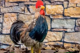 Phú quý tề thiên, 3 con giáp tài lộc đổ về ngay từ tháng 1/2026