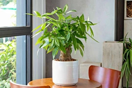 5 cây cảnh hút tiền nhưng "tay mới" không nên trồng