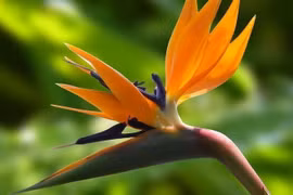 Người giàu mê trồng 4 loại cây cảnh bình dị, tài lộc vẫn bùng nổ