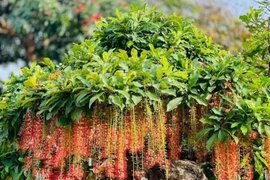 4 loại cây cảnh nên trồng để con cháu đời đời hưởng phúc