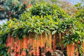 4 loại cây cảnh nên trồng để con cháu đời đời hưởng phúc