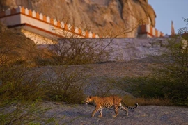 Chuyện lạ có thật nơi con người và báo hoa mai sống hòa hợp