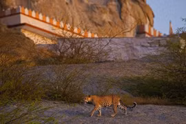 Chuyện lạ có thật nơi con người và báo hoa mai sống hòa hợp