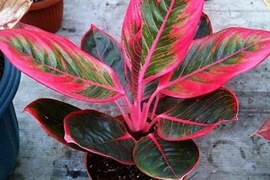 Trồng cây phong thủy chuẩn mệnh Hỏa, gia chủ phát tài cực mạnh