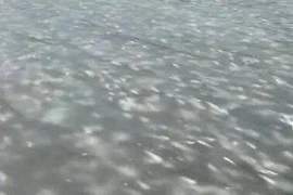 Cá bị đóng băng dưới nước ở Trung Quốc, chuyên gia giải mã sao?