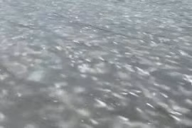 Cá bị đóng băng dưới nước ở Trung Quốc, chuyên gia giải mã sao?