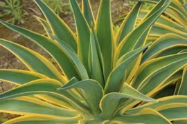 Bí quyết trồng 4 cây cảnh mạ vàng giúp tụ lộc, đổi vận giàu