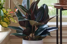 Điểm danh 7 cây cảnh vừa lọc khí độc, vừa hút lộc vào nhà