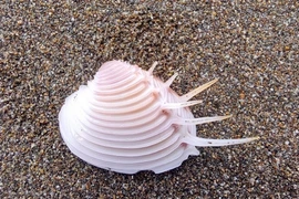 Ngao vệ nữ hiếm gặp, nhiều người ráo riết săn lùng