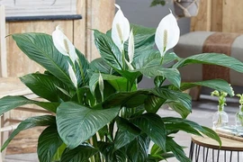 Cây phong thủy giúp con cháu đỗ đạt, tài khí vượng trong nhà