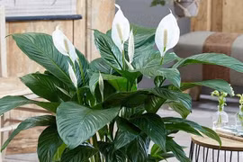 Cây phong thủy giúp con cháu đỗ đạt, tài khí vượng trong nhà