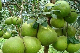 5 cây trồng trong nhà con cháu nhiều đời hưởng phúc lộc