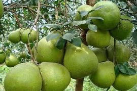 5 cây trồng trong nhà con cháu nhiều đời hưởng phúc lộc