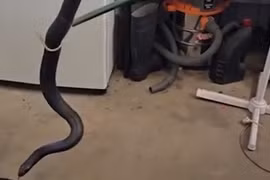 Bắt sống "quái vật" rắn đen bụng đỏ khổng lồ trong nhà kho