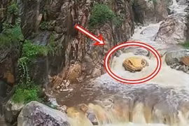 'Trăn khổng lồ' nổi lên giữa suối, du khách sợ 'mất mật'