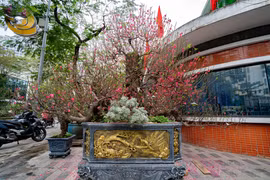 Đào cổ Ngũ Phúc Quần Thụ giá thuê 120 triệu ở chợ hoa Tết Hà Nội