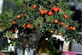 Nhà có 3 cây này may mắn kéo dài, vừa sang vừa hút tài lộc