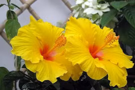 Đặt 4 cây cảnh ở ban công, gia chủ dễ gặp tai ương, xui xẻo