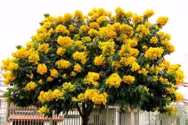 6 cây cảnh giúp trấn trạch, hút tài lộc và trường thọ