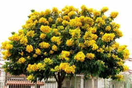 6 cây cảnh giúp trấn trạch, hút tài lộc và trường thọ