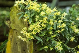 5 cây cảnh quý hơn vàng, dưỡng người... hút lộc cho gia chủ