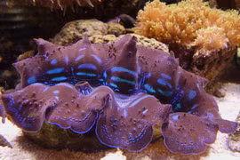 Sò khổng lồ nặng 3 tạ, giá cực chát... Việt Nam cũng có