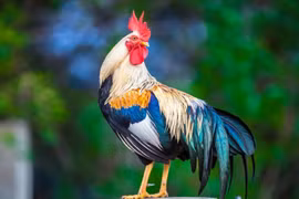 Phật Tổ độ mệnh, 3 tuổi hết khổ, 45 ngày tới giàu ngút trời