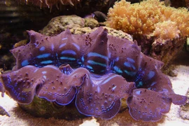 Sò khổng lồ nặng 3 tạ, giá cực chát... Việt Nam cũng có